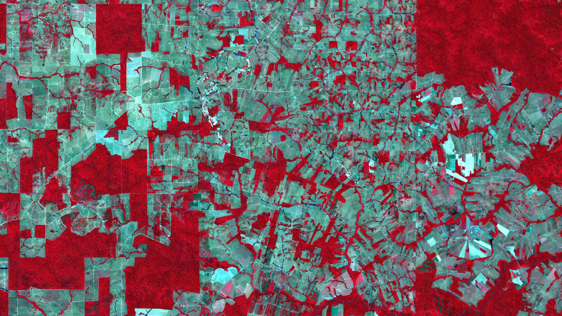 Imagem Sentinel-2 em falsa-cor de Machadinho d'Oeste, Rondônia: blocos de floresta em vermelho intenso cercados pelo padrão de espinha de peixe do desmatamento, em tons de cinza e ciano.